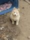 Siberian Husky Puppies for sale in Fish Lake, IN 46574, USA. price: $700