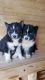 Siberian Husky Puppies for sale in Spartanburg, SC, USA. price: $600