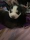 Siberian Husky Puppies for sale in 3635 S Evening Lgt Cv, Magna, UT 84044, USA. price: $350
