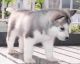 Siberian Husky Puppies for sale in TX-1604 Loop, San Antonio, TX, USA. price: NA