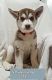 Siberian Husky Puppies for sale in Moore, OK, USA. price: $450