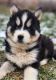 Siberian Husky Puppies for sale in Johnson City, TN 37604, USA. price: $700