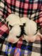 Siberian Husky Puppies for sale in Johnson City, TN 37604, USA. price: $850
