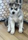 Siberian Husky Puppies for sale in Spartanburg, SC, USA. price: $1,000