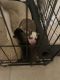Siberian Husky Puppies for sale in Hawkinsville, GA 31036, USA. price: NA