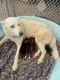 Siberian Husky Puppies for sale in Winston-Salem, NC, USA. price: $800