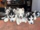 Siberian Husky Puppies for sale in San Diego, CA, USA. price: $500