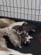 Siberian Husky Puppies for sale in Harrison, MI 48625, USA. price: NA