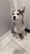 Siberian Husky Puppies for sale in Sahuarita, AZ, USA. price: NA