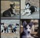 Siberian Husky Puppies for sale in Litchfield Park, AZ, USA. price: NA