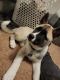 Siberian Husky Puppies for sale in Shippensburg, PA 17257, USA. price: NA
