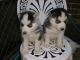 Siberian Husky Puppies for sale in Dallas, TX, USA. price: $550