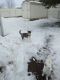 Siberian Husky Puppies for sale in Valentine, NE 69201, USA. price: $500