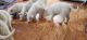 Siberian Husky Puppies for sale in Rensselaer, IN 47978, USA. price: NA