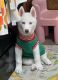 Siberian Husky Puppies for sale in Brooklyn, NY, USA. price: $900