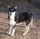 Siberian Husky Puppies for sale in McKittrick, CA, USA. price: NA