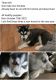 Siberian Husky Puppies for sale in Mercer, PA 16137, USA. price: $500