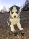 Siberian Husky Puppies for sale in Rutherfordton, NC, USA. price: $800