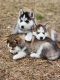 Siberian Husky Puppies for sale in Albuquerque, NM, USA. price: NA