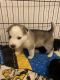 Siberian Husky Puppies for sale in Fort Worth, TX, USA. price: $250