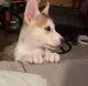 Siberian Husky Puppies for sale in Crozet, VA 22932, USA. price: $800
