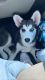 Siberian Husky Puppies for sale in Fayetteville, NC 28306, USA. price: NA
