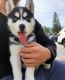 Siberian Husky Puppies for sale in Chantilly, VA, USA. price: $1,200