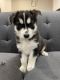 Siberian Husky Puppies for sale in Berthoud, CO, USA. price: $500