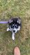 Siberian Husky Puppies for sale in Greendale, WI, USA. price: $500