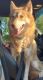 Siberian Husky Puppies for sale in Filion, MI 48432, USA. price: $25