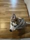 Siberian Husky Puppies for sale in Jersey City, NJ 07307, USA. price: $2,500