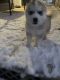 Siberian Husky Puppies for sale in Bloomfield, NM 87413, USA. price: NA