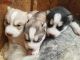 Siberian Husky Puppies for sale in York, NE 68467, USA. price: $500