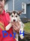 Siberian Husky Puppies for sale in Uniontown, PA 15401, USA. price: $800