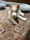 Siberian Husky Puppies for sale in Newnan, GA 30263, USA. price: NA