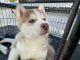 Siberian Husky Puppies for sale in Perris, CA, USA. price: $250