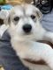 Siberian Husky Puppies for sale in Conway, SC, USA. price: $400