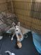 Siberian Husky Puppies for sale in Lake Elsinore, CA, USA. price: $450