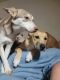 Siberian Husky Puppies for sale in Delmar, NY 12054, USA. price: NA