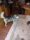 Siberian Husky Puppies for sale in La Valle, WI 53941, USA. price: $75,000
