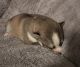 Siberian Husky Puppies for sale in Randleman, NC 27317, USA. price: NA