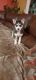 Siberian Husky Puppies for sale in San Jose, CA, USA. price: NA