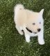 Siberian Husky Puppies for sale in Houston, TX, USA. price: $300