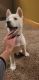 Siberian Husky Puppies for sale in 11603 Douglas Ave, Huntley, IL 60142, USA. price: NA