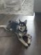 Siberian Husky Puppies for sale in Loveland, CO, USA. price: $350