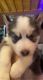 Siberian Husky Puppies for sale in Madison, GA 30650, USA. price: NA