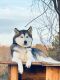 Siberian Husky Puppies for sale in Hot Springs, AR, USA. price: $350