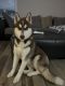 Siberian Husky Puppies for sale in Pineville, LA, USA. price: $80,000