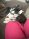 Siberian Husky Puppies for sale in Baltimore, MD, USA. price: $650