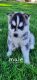 Siberian Husky Puppies for sale in Ontario, OR 97914, USA. price: $50